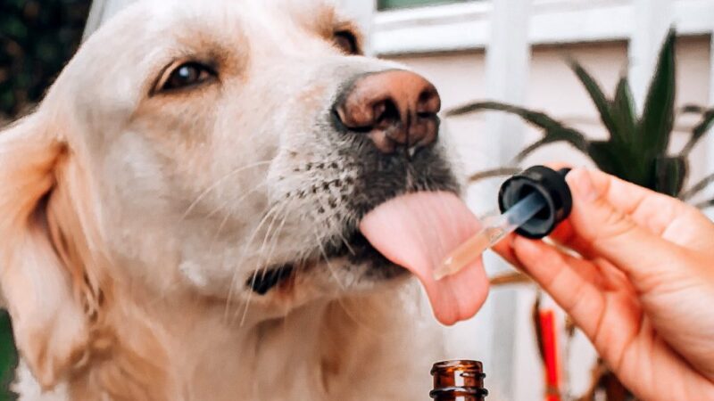 Unlock Your Dogs Inner Health with CBG Oil