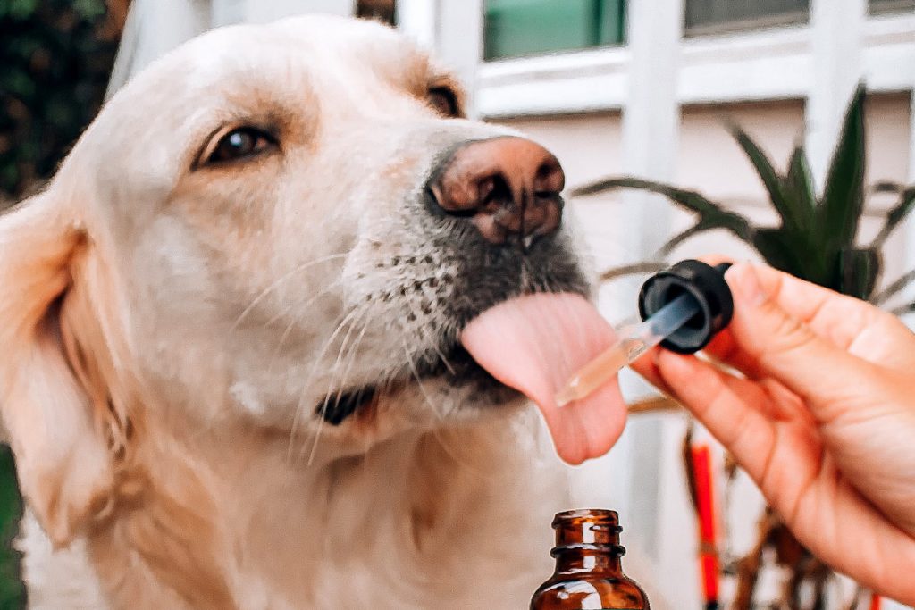 Unlock Your Dogs Inner Health with CBG Oil