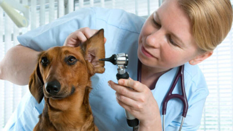 The Role of Veterinary Hospital Brokers in the USA: A Guide for Veterinary Practice Owners