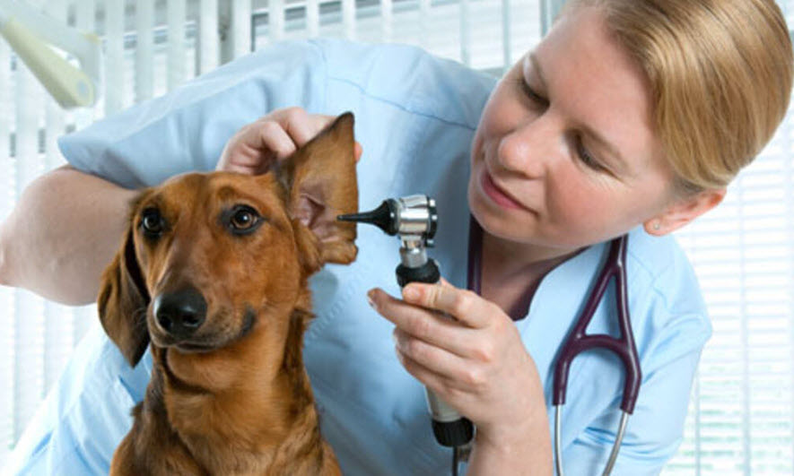 The Role of Veterinary Hospital Brokers in the USA: A Guide for Veterinary Practice Owners